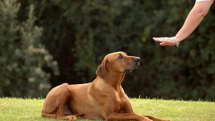 Топ-5 обязательных команд, которые должна знать ваша собака