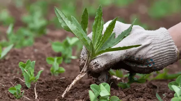 Вирусный способ борьбы с сорняками может принести лишь беду: садовод объяснил нюансы