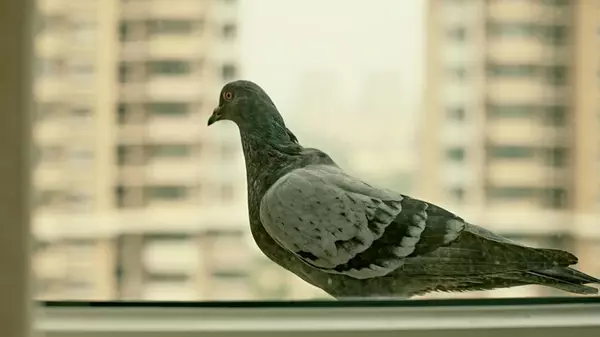 К окну прилетел голубь: что значит и к чему готовиться