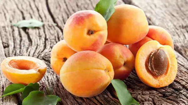 Чем подкормить абрикос весной, чтобы плоды были размером с персик