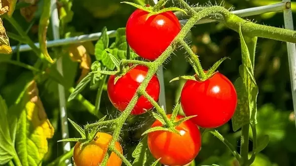 Такой урожай вам даже и не снился: какие сидераты сеять под помидоры