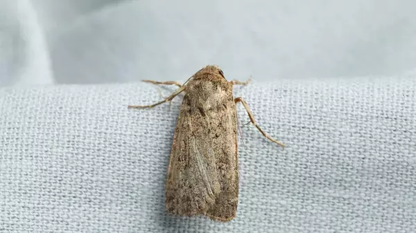 Что сделать, чтобы моль даже близко не подлетала к дому: натуральные отпугиватели