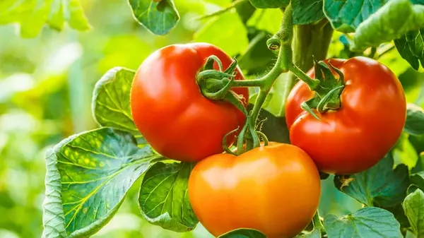 Повысят урожайность и уничтожат вредителей: 8 цветов, которые надо посадить на грядки с помидорами