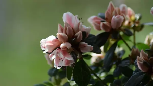 Успокаивают нервы: какие комнатные растения посадить у себя дома