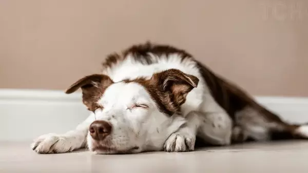 Вы могли этого не знать: интересные факты о собачьем носе