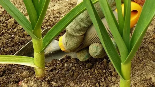 Полейте чеснок и лук этой жидкостью — и желтые перья станут зелеными через два дня