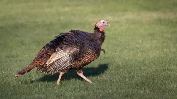Почему мы не едим индюшиные яйца: фермеры дали простой ответ