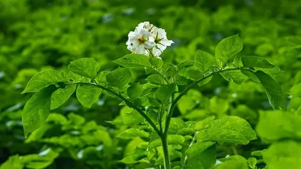Нужно ли срывать цветки с картофеля, чтобы повысить его урожайность: об этом мало то знает