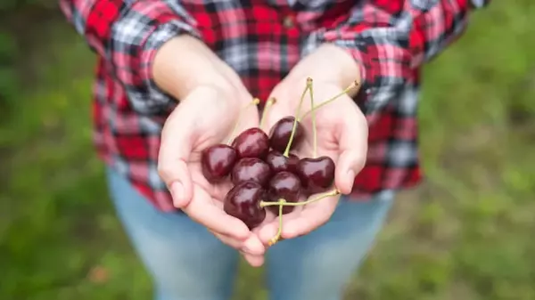 Как избавиться от червей в черешне: три проверенных способа