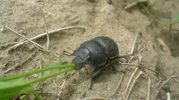Как избавиться от жука-стригуна на огороде: полейте землю простым средством