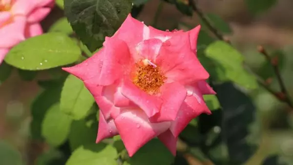 7 растений, которые нельзя сажать возле роз: они «задушат» цветы