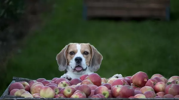 Можно ли собакам есть яблоки