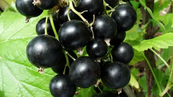 Зачем сыпать соду под кусты смородины: три самые главные причины, о которых никто не знает