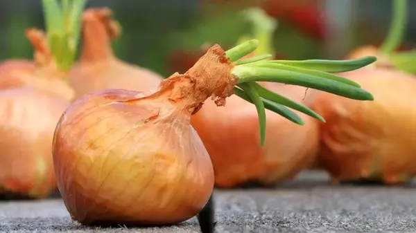 Как правильно хранить лук: полезные советы