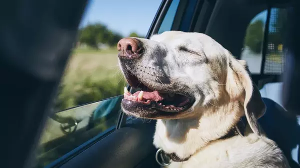 Что на самом деле любит ваша собака: кинолог назвала вещи, которые сделают питомца счастливее
