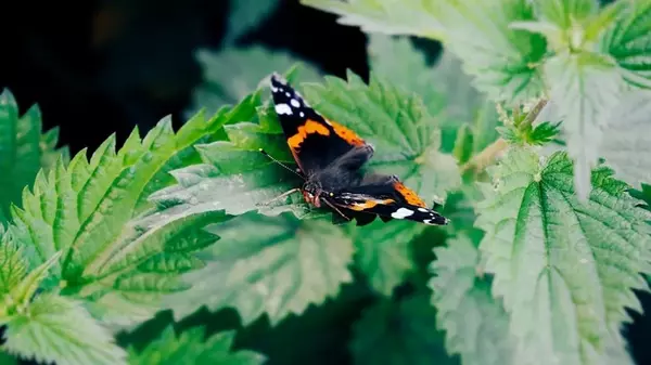 Настой из этого сорняка — лучшая подкормка для овощных культур: как приготовить