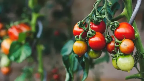 Выдерживают жару и град: три сорта томатов, которые дают урожай при тяжелых условиях