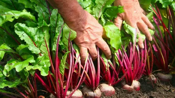 Свекла обожает этих соседей: рядом с 7 культурами вырастает огромной