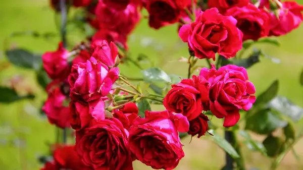 Будут цвести все лето: советы опытных садоводов, как ухаживать за розами