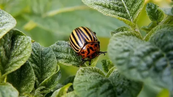 Ни одного колорадского жука на огороде на протяжении нескольких лет: как избавиться от вредителей