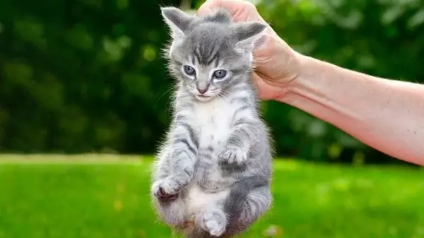 Почему кошек нельзя хватать за холку