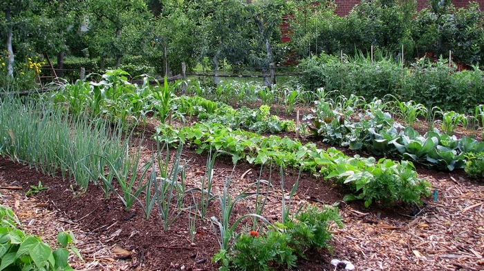 Никаких удобрений: зачем делать годовой перерыв на огороде