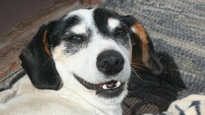 Почему собака грызет вещи и как отучить ее от этого