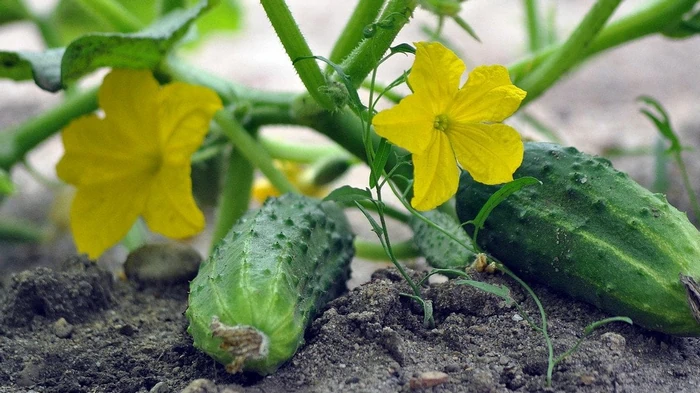 Эти растения испортят ваши огурцы: перечень опасных соседей