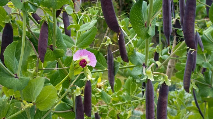 Как правильно выращивать фиолетовый горошек