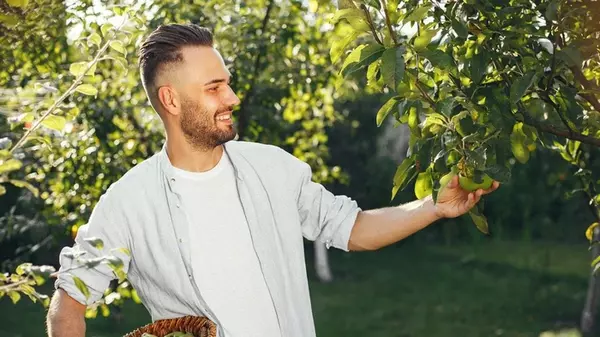 6 плодовых деревьев, которые родят более 100 лет: их нужно обязательно посадить в своем саду