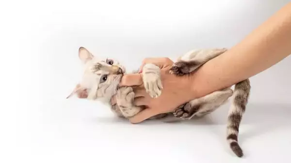 Что значит, если кот во время игры пинает вас задними лапами: о чем он хочет «сказать»