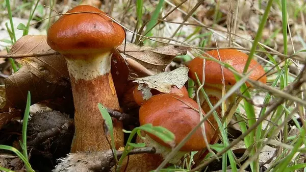 Собственные маслята — это реально: как вырастить лесные грибы в своем саду