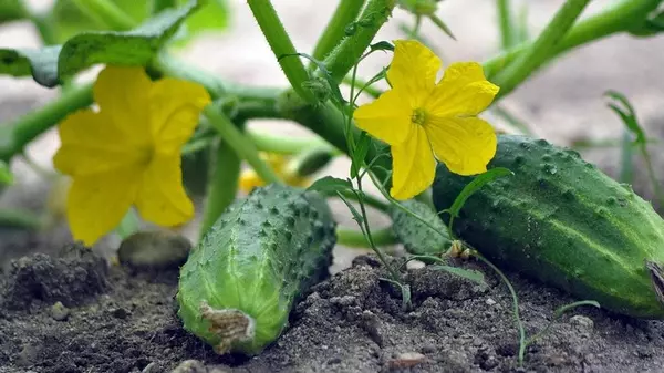 Эти растения испортят ваши огурцы: перечень опасных соседей