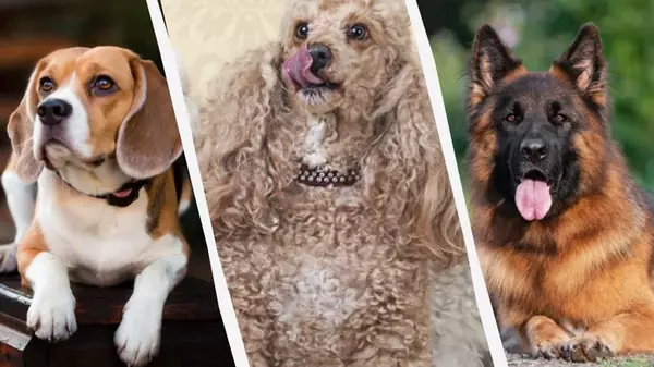 Какие собаки самые умные: названы 10 пород с самым высоким уровнем IQ и 10 - с самым низким