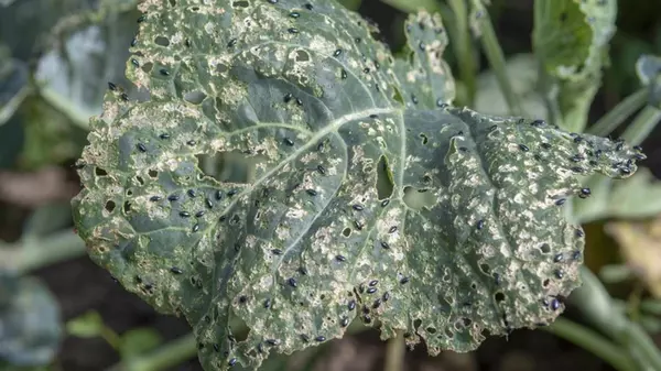 «Дедовский» метод от крестоцветной блошки на капусте: одна обработка - и никаких вредителей