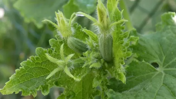 Распознать и избавиться: как бороться с паутинным клещом на огурцах с помощью народных средств