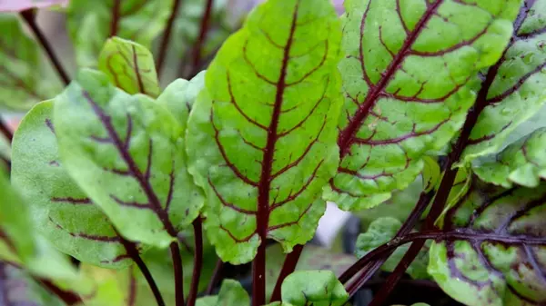 Если уродил щавель, попробуйте сохранить его на зиму: простой рецепт, чтобы получился и борщ, и соус