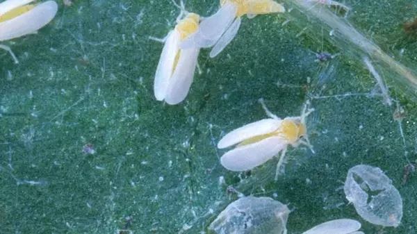 Чем обработать овощи от белокрылки: вредитель даже не подумает садиться на грядки