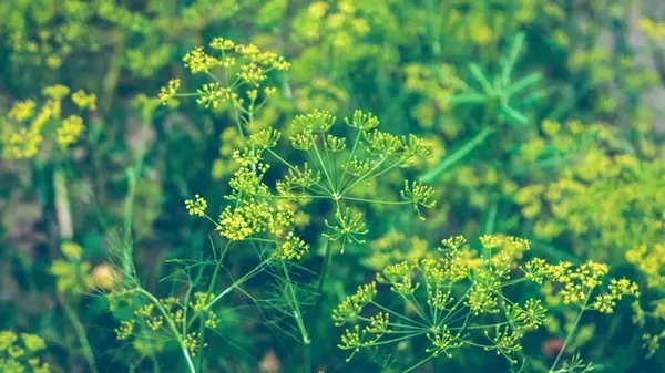 Все дело в подкормке: чем полить укроп, чтобы он вырос пышным и сочным