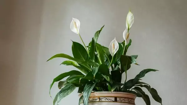 Эксперты назвали 5 мест, куда ни в коем случае нельзя ставить спатифиллум