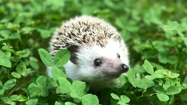 Как привлечь на участок ежа: никогда не догадаетесь, почему это животное должно жить в саду