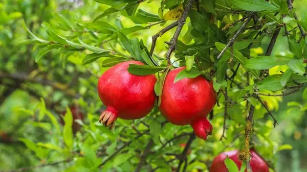 Какие экзотические фрукты можно вырастить в своем саду