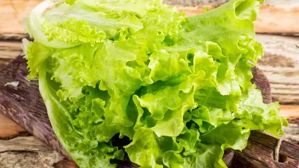 Салат останется свежим даже на 10-й день: как его правильно хранить в холодильнике