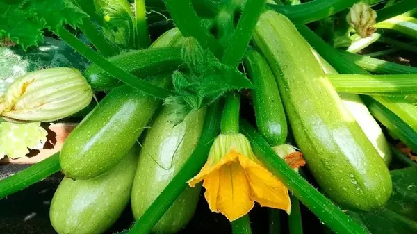 Как добиться обильного урожая кабачков: ключевые правила выращивания