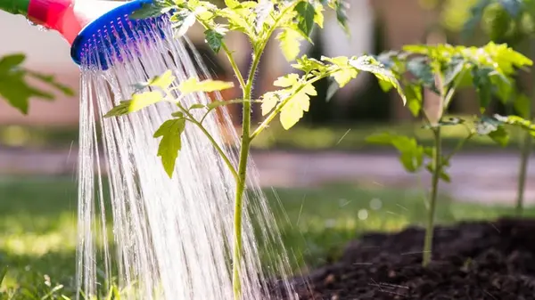 10 растений, которые никогда нельзя сажать рядом с помидорами