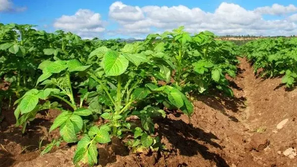 Когда скашивать картофельную ботву и зачем это нужно: как делают опытные огородники