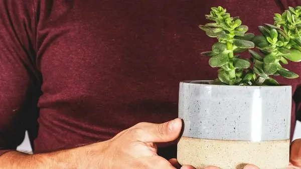 Будет расти и цвести: где должна стоять толстянка, что любит денежное дерево