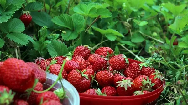 Как заморозить клубнику на зиму и не испортить ягоду