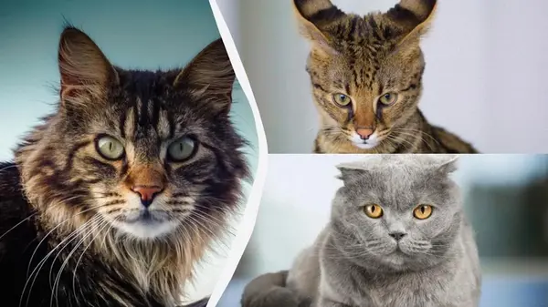 Эти кошки стоят, как машина: почему за них платят тысячи долларов