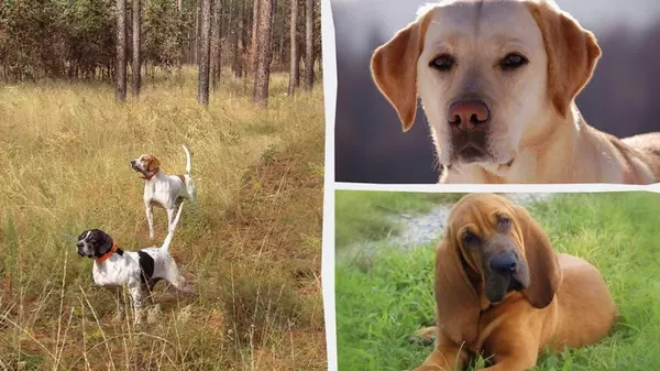 Какие собаки имеют лучшее обоняние: эксперты назвали 10 замечательных «охотников»